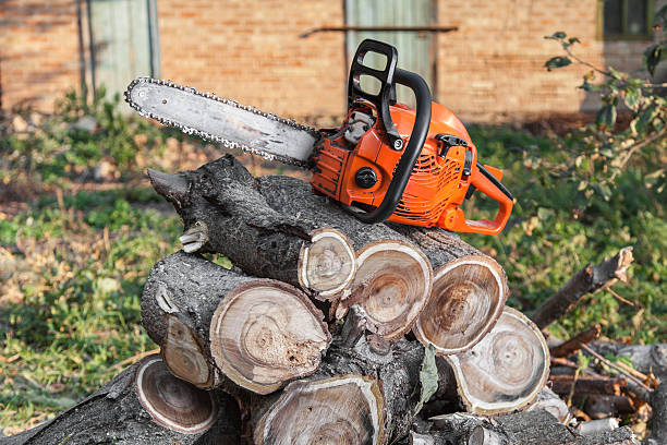 The Steps Involved in Our Tree Care Process in Sugar Creek, MO